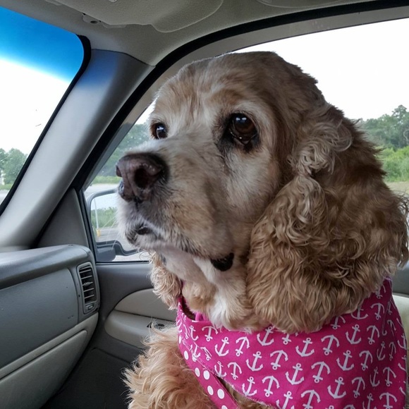 Meet your Posher, Donna - Picture 7 of 8